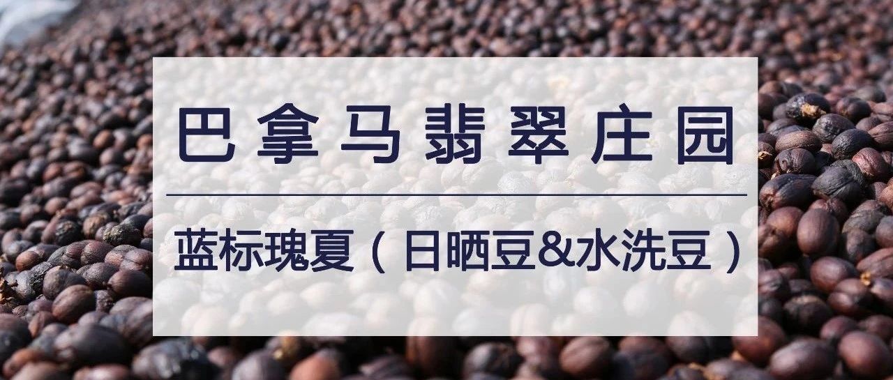 藍標日曬瑰夏  元購！首發(fā)嘗鮮特惠，僅在月 日當天！
