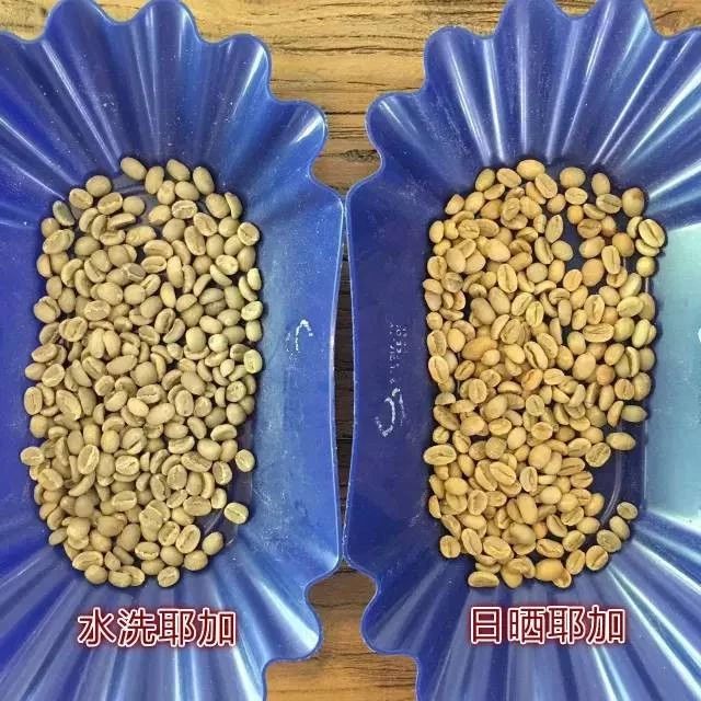 日常烘焙 | 水洗處理與日曬處理的耶加如何烘焙？