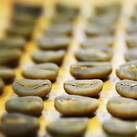 蘇門(mén)答臘曼特寧咖啡專(zhuān)題 | 咖啡工房研習(xí)課室