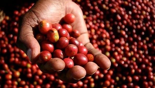 什么是COE？什么是水洗，日曬，蜜處理？認(rèn)識款甜度高的豆子
