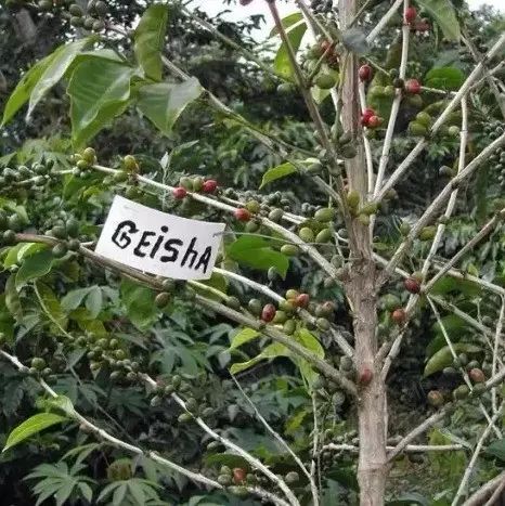 立個(gè)小目標(biāo)：天天喝瑰夏！