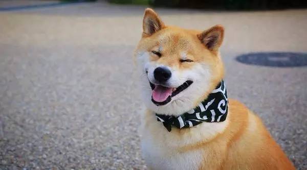 咖啡狗都有病，虐狗攻略
