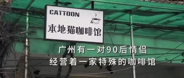 本地貓咖啡館？？原來是一家公益性質(zhì)的“流浪貓貓咖”！