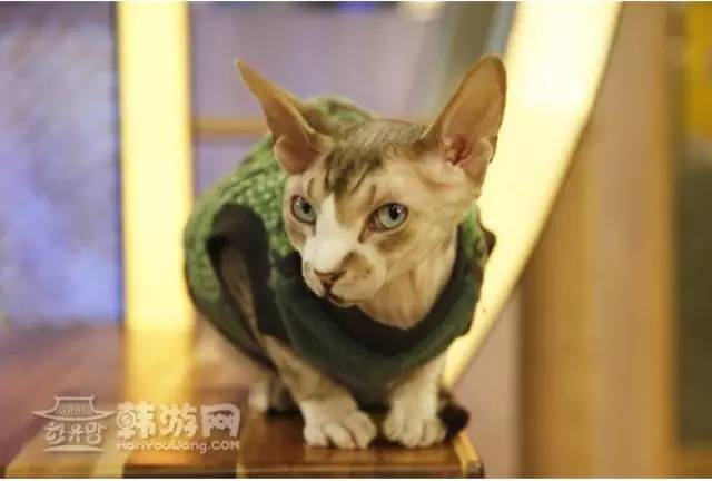 【韓國(guó)咖啡館推薦】動(dòng)物主題咖啡廳匯總