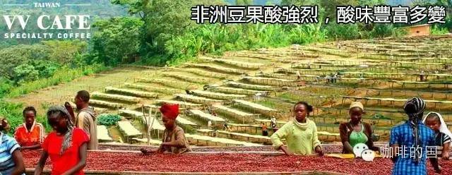 咖啡與果酸丨咖啡為什么酸酸的？(中)