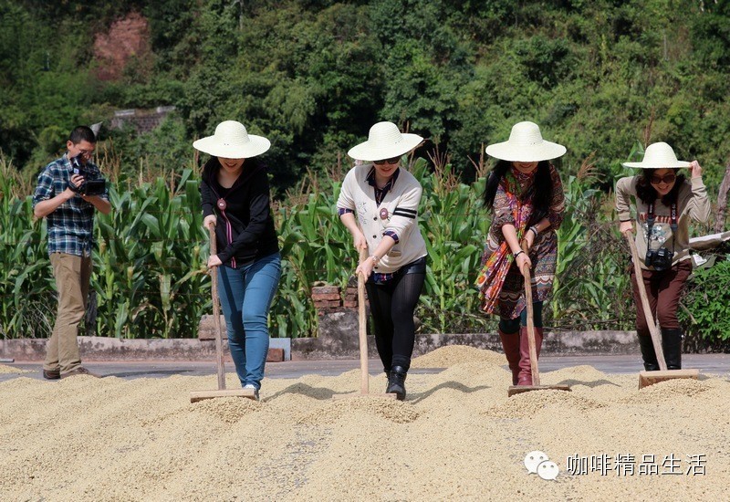 上電視咯！云南咖啡莊園之旅專題片在昆明電視臺(tái)播出， 分鐘濃縮行程精華！