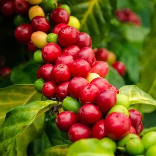 黑森林蛋糕的香氣？！—— 洪都拉斯圣文森處理廠帕卡斯咖啡豆