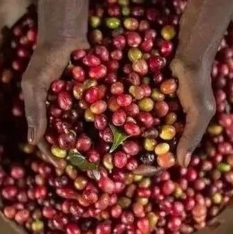 雙重水洗法 | 咖啡處理法如何誘發(fā)肯尼亞咖啡酸質(zhì)？