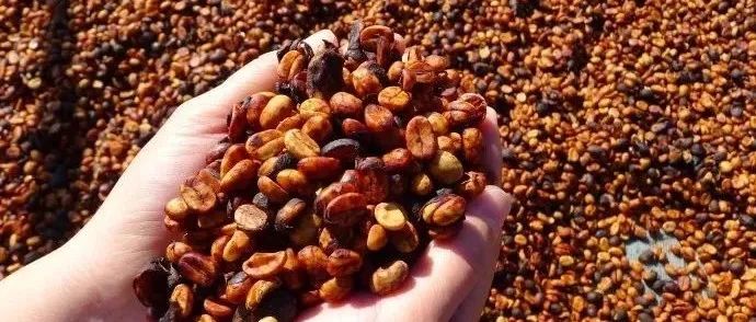 蜜處理咖啡為何甜如蜜？