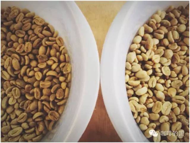 大顆粒豆與小顆粒豆，何種味道佳？