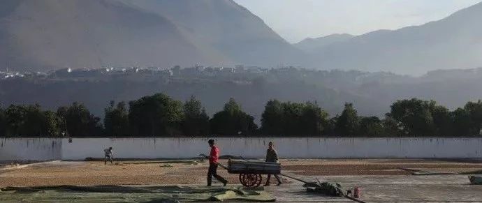 女主播為啥一句話頂銷售跑全國！秒賣空. 噸咖啡！！