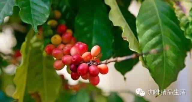 小小咖啡豆中的無(wú)限世界：關(guān)于產(chǎn)地、烘焙、萃取要知道的事