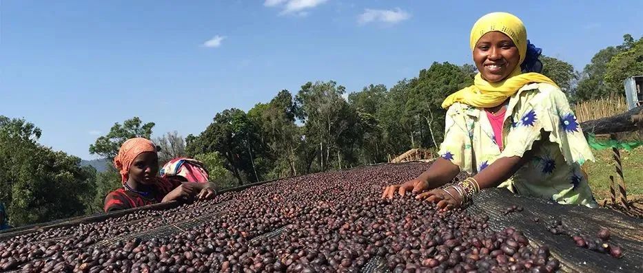 你是日曬豆咖啡控嗎？