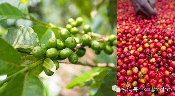 跟著咖啡去旅行——老撾