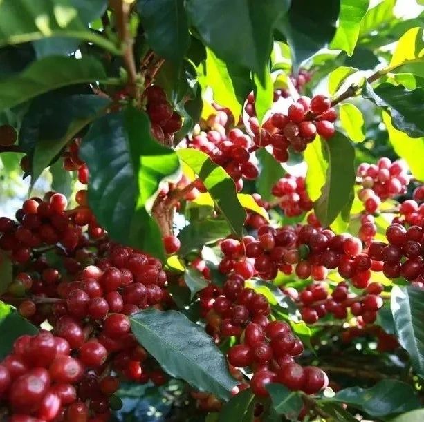 云南國(guó)際咖啡交易中心全面復(fù)工迎來交易小高峰