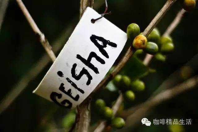 瑰夏咖啡風(fēng)靡全球的秘密，精品咖啡控必看！