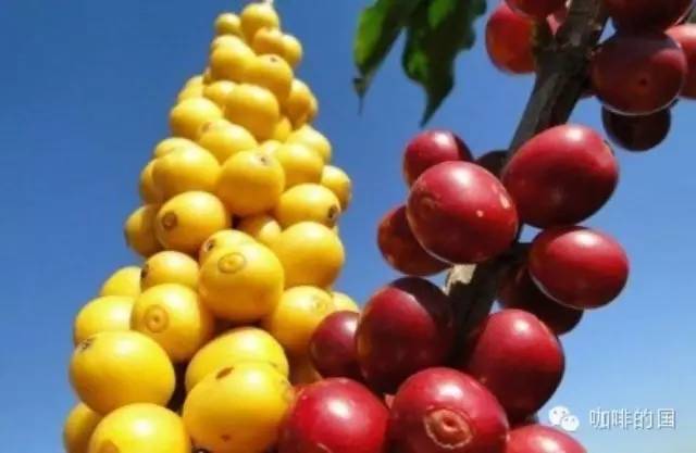 巴西產(chǎn)量下滑  貿(mào)易公司押注中國產(chǎn)咖啡豆