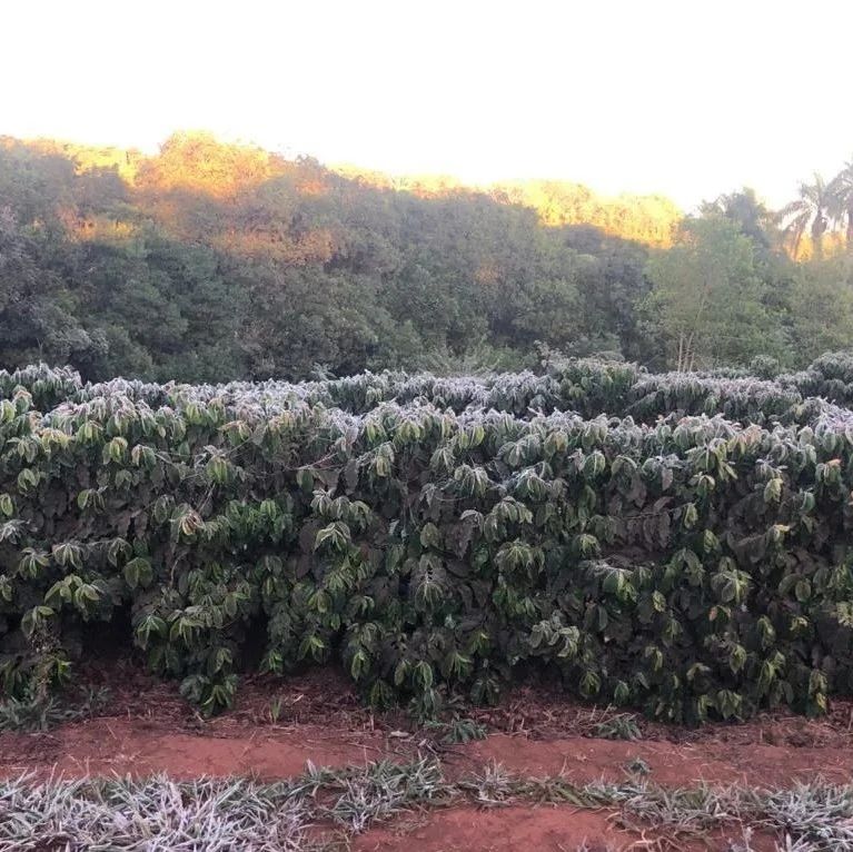 咖啡資訊 | 雙重打擊下，巴西咖啡價格一個月內(nèi)漲幅逾  %