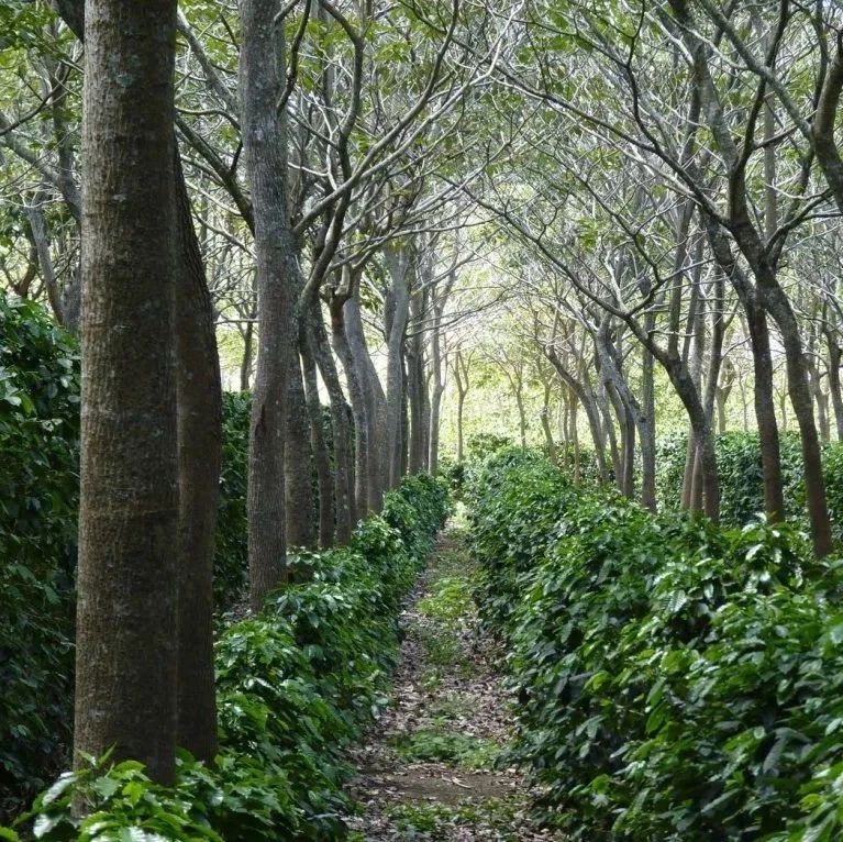 咖農(nóng)的一道光——The Shade Catalog，農(nóng)林復(fù)合經(jīng)營對咖啡種植業(yè)將產(chǎn)生怎樣的影響？