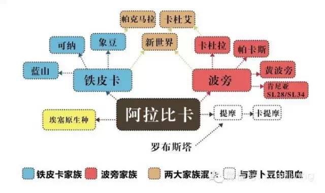 阿拉比卡咖啡豆家族成員關(guān)系吐血整理