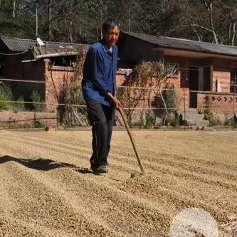 歲的他，守著畝咖啡莊園，過起了神仙般的咖農(nóng)生活
