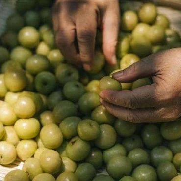 繼油柑、黃皮之后，下一個(gè)出道的水果是……