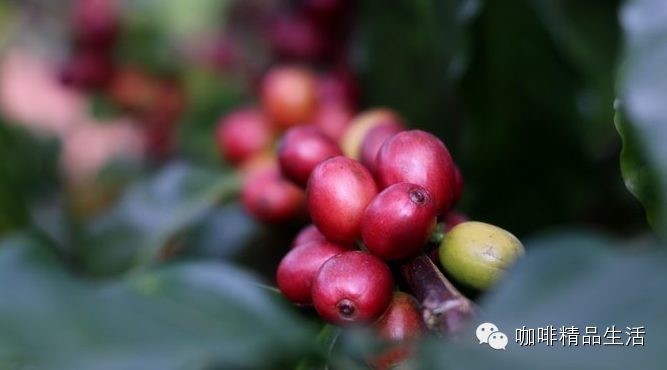 咖啡紅了：云南咖啡莊園之旅.精美圖片搶先看