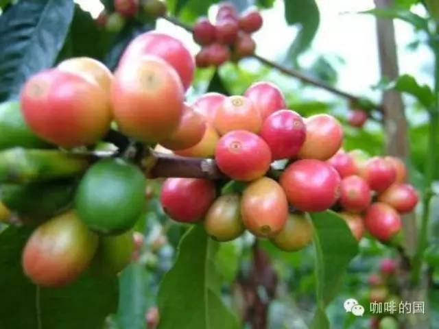 黃金曼特寧是不是一定不酸呢？