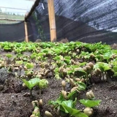 咖啡知識(shí) | 氣候?qū)Х确N植有什么影響？