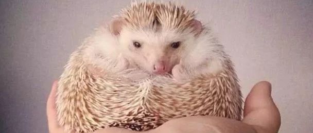 走！咖啡館擼鴨去！不，擼刺猬更“刺”激?。? title=