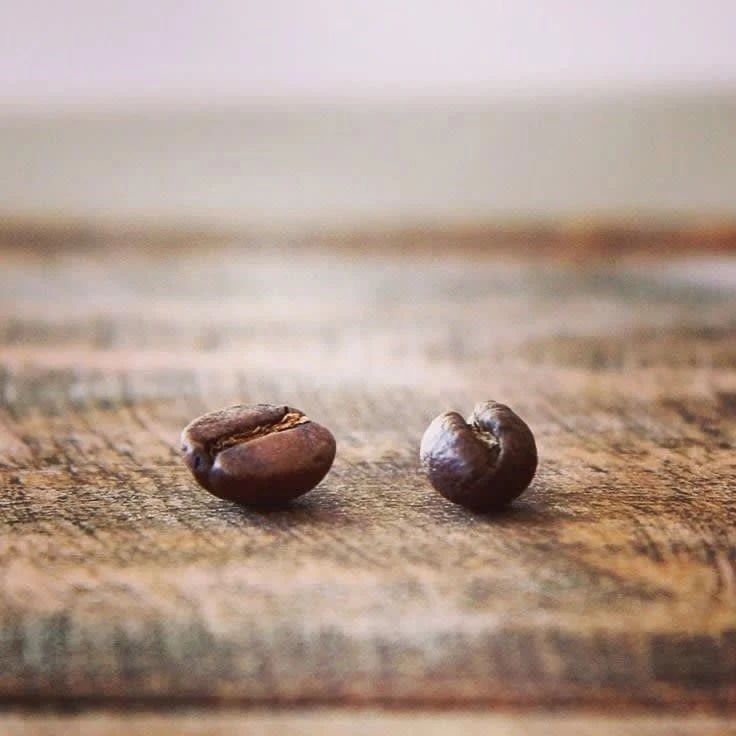 公豆？母豆？圓豆Peaberry咖啡會更好喝一點嗎？