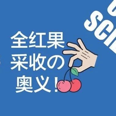 全紅果采收是咖啡生豆質(zhì)量的保證嗎