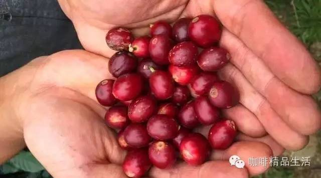 翻山越嶺，只為尋找好咖啡——臺(tái)灣咖啡行精彩圖文分享