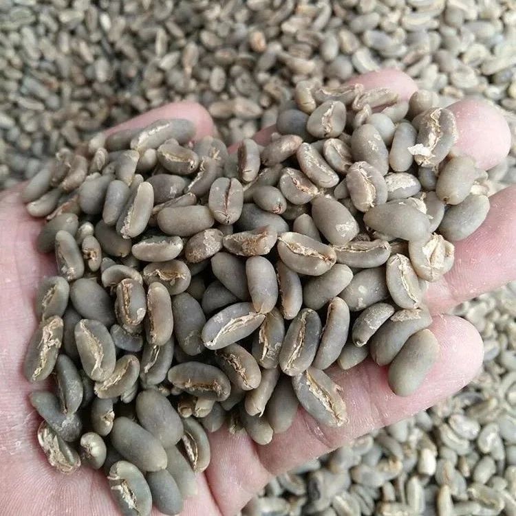 科普 | 長身龍果曼特寧是什么咖啡品種？