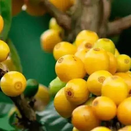咖啡知識 | 巴西紅波旁咖啡與黃波旁咖啡風味口感區(qū)別