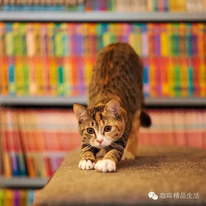 到咖啡館里拍喵星人，超給力！