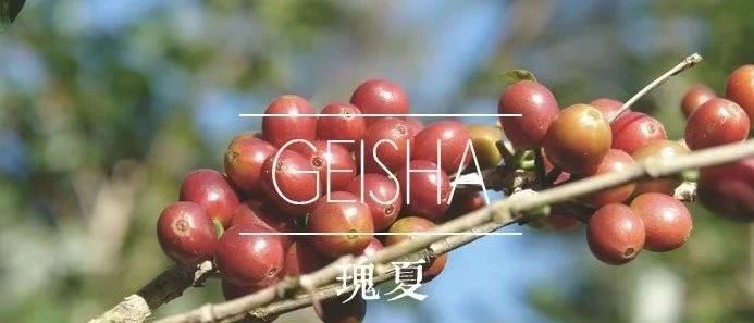 月日 | 一次讓您喝個(gè)夠的瑰夏品鑒日回來了