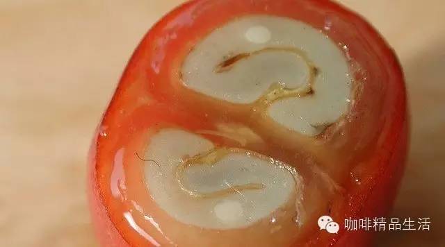 咖啡內(nèi)部“艷照”，很多人第一次見到！