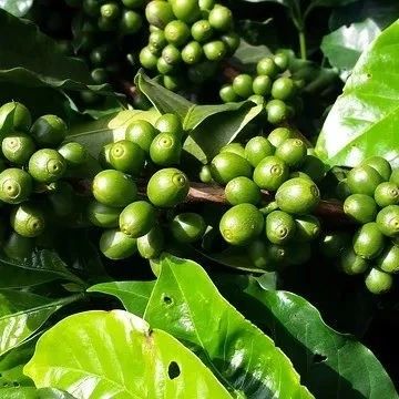 羅布斯塔咖啡豆價格大跌，接近九年低點