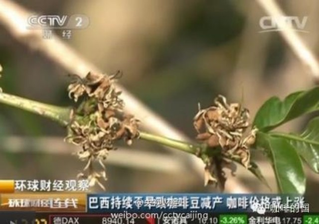 巴西持續(xù)干旱 咖啡大幅減產(chǎn)或致價(jià)格上漲??！