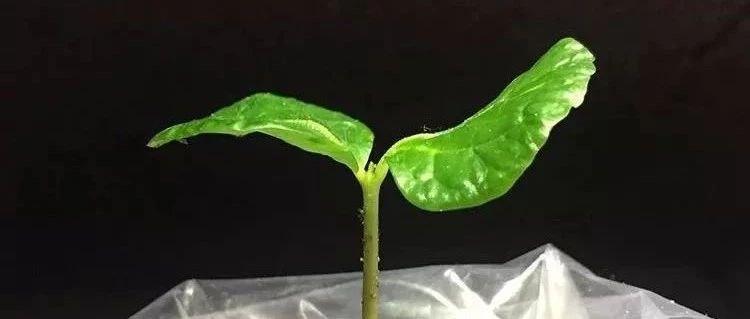 在自家種咖啡是怎樣的一種體驗？