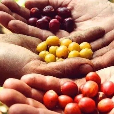 咖啡樹種有哪些？揭開咖啡的神秘面紗吧?。ㄈ? title=