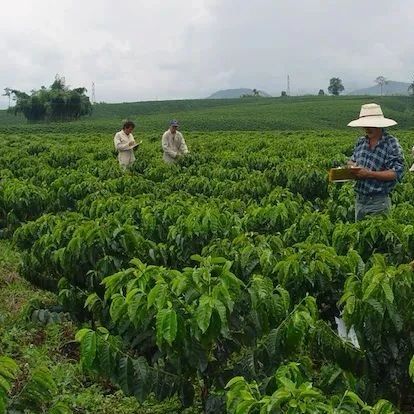 咖啡資訊 | 阿拉比卡咖啡價格推至 年以來最高水平