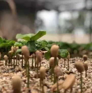 咖啡品種 | 云南小?？Х辱F畢卡和卡蒂姆怎么區(qū)分？