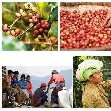 咖啡生豆的挑選 | 咖啡生豆的品質(zhì)與什么有關(guān)？