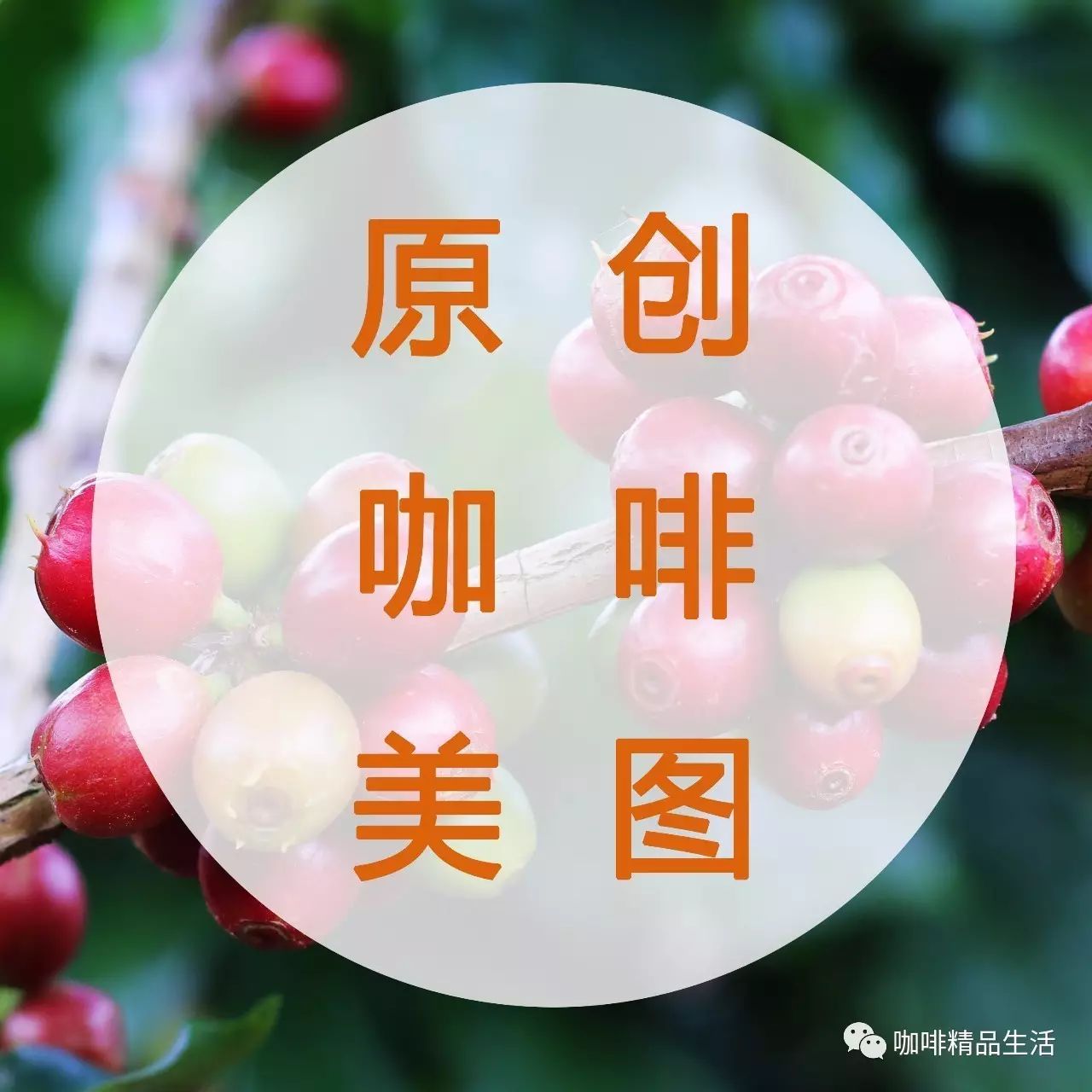 咖啡主題手機(jī)壁紙 | 咖啡花開的季節(jié)更想你