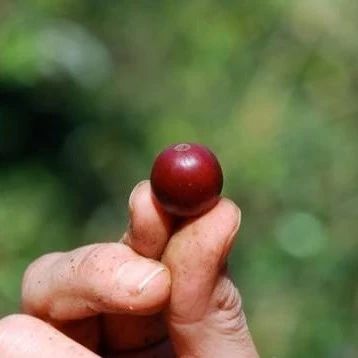 咖啡知識 | 同品種不同產區(qū)咖啡風味口感為什么不一樣？