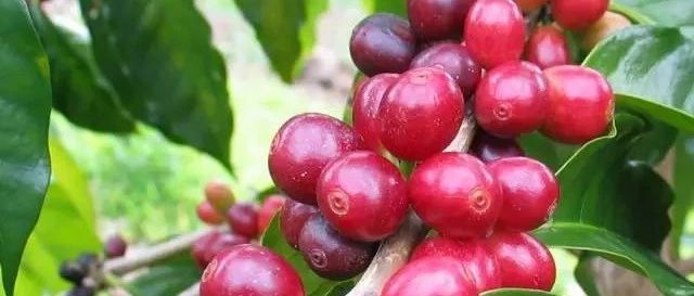 咖啡入門 | 從種子到杯子，不同國(guó)家精品咖啡講究