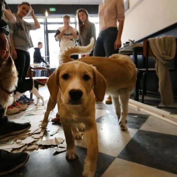 流浪犬咖啡館：不為賺錢，只為給流浪狗狗找到溫暖的家～