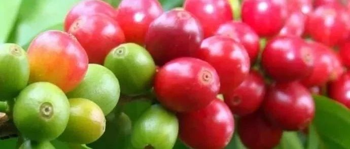 咖啡專業(yè)詞匯大集合|再也不怕空氣突然安靜了！!